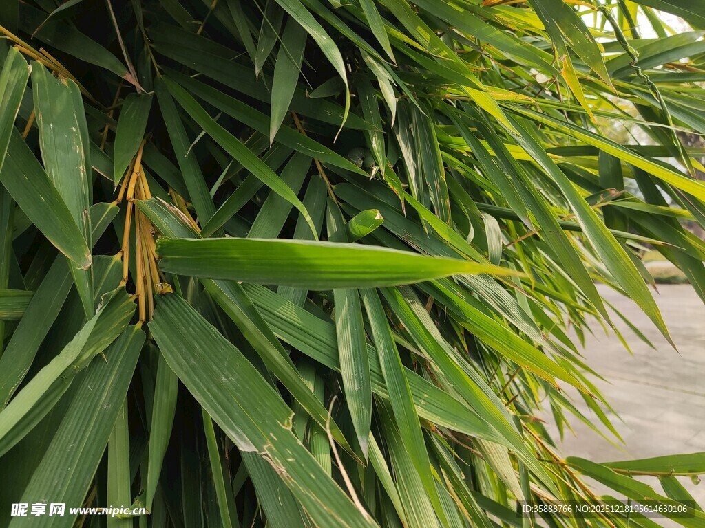 翠绿竹叶间的螳螂