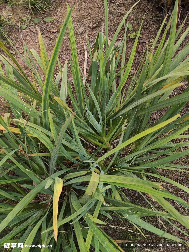 翠绿丛生的长叶植物