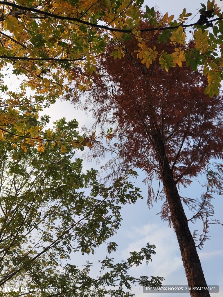 秋日仰拍挺拔多彩树木