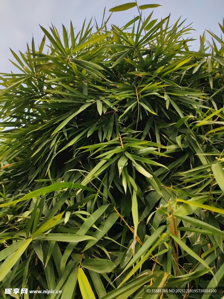 翠绿繁茂的竹叶景观