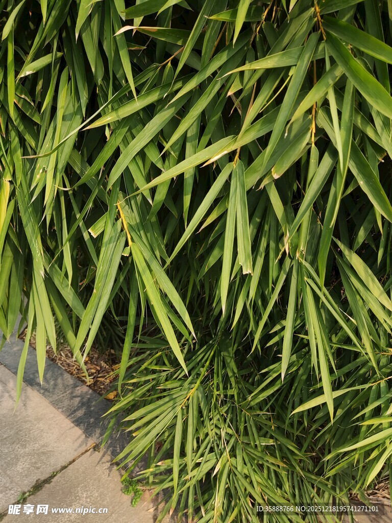 翠绿细长叶片植物特写