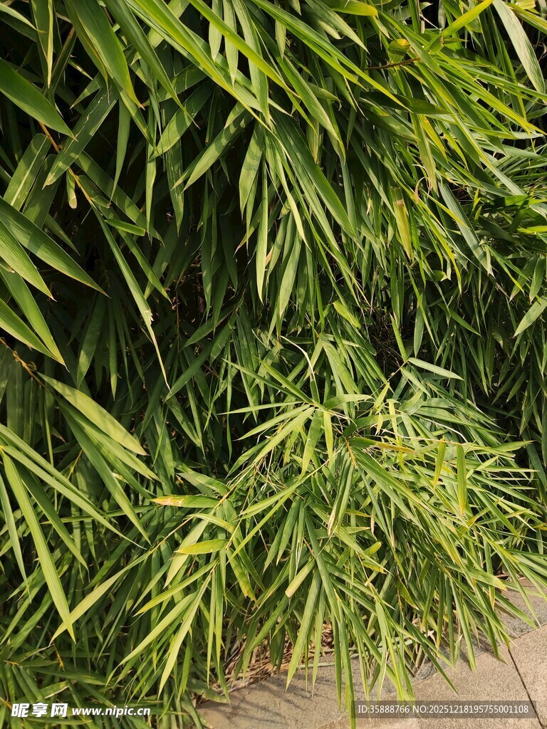 翠绿竹叶生机盎然