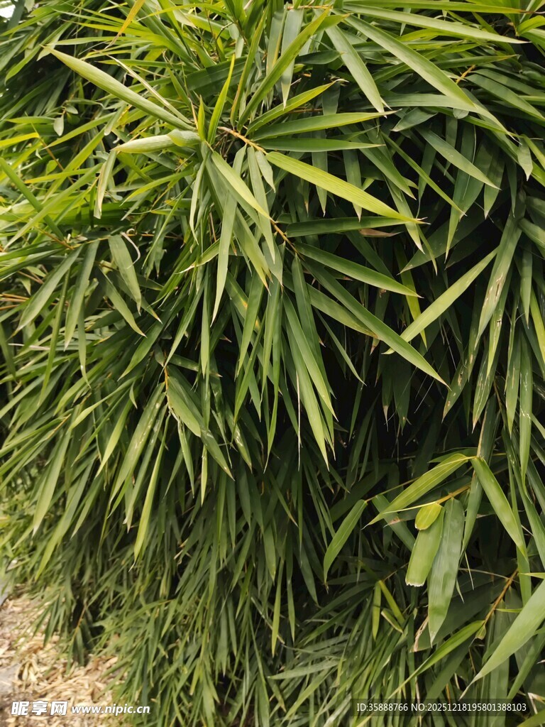 翠绿竹叶植物景观