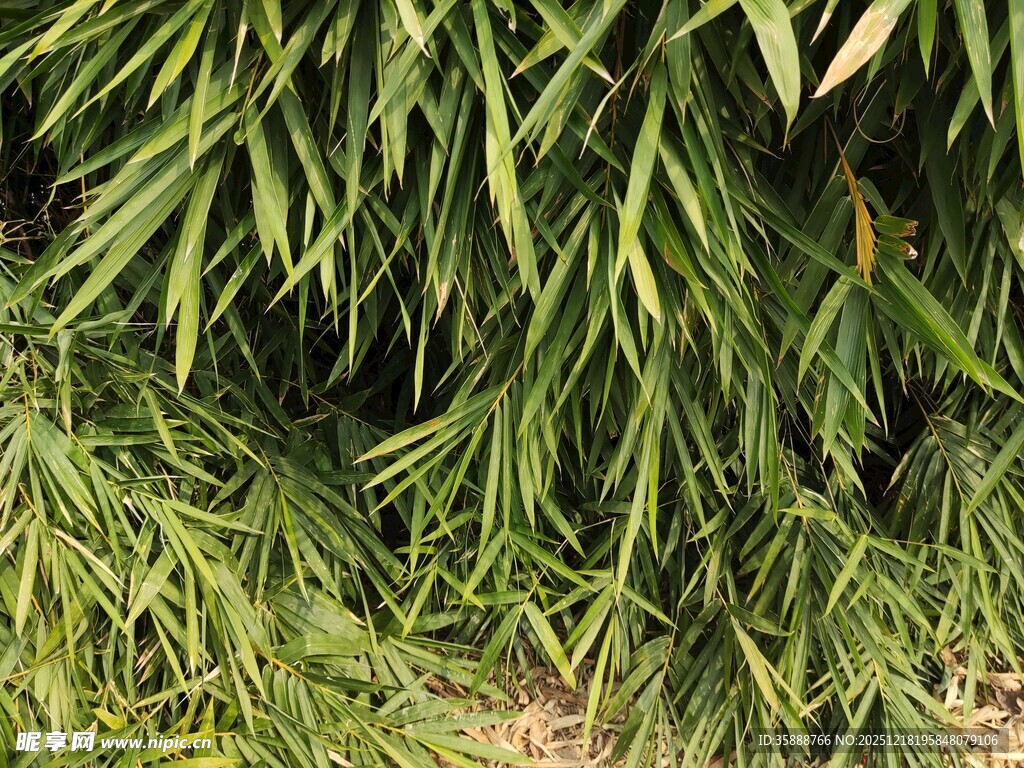 翠绿竹叶垂落的自然景致