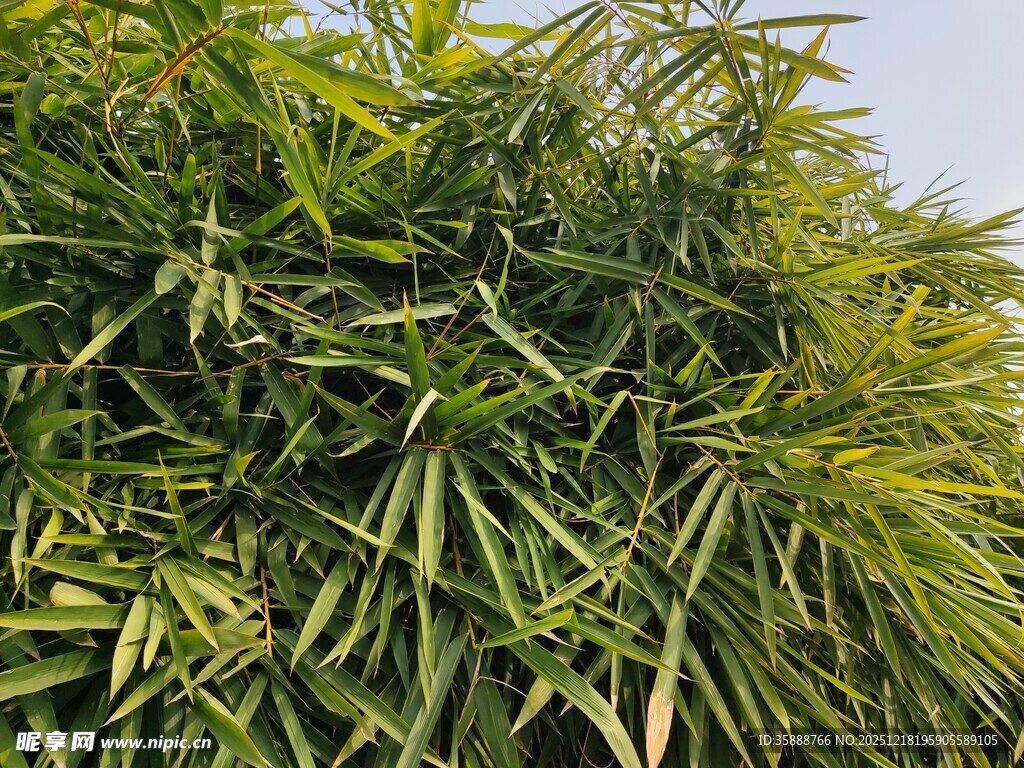 翠绿繁茂的竹林景致