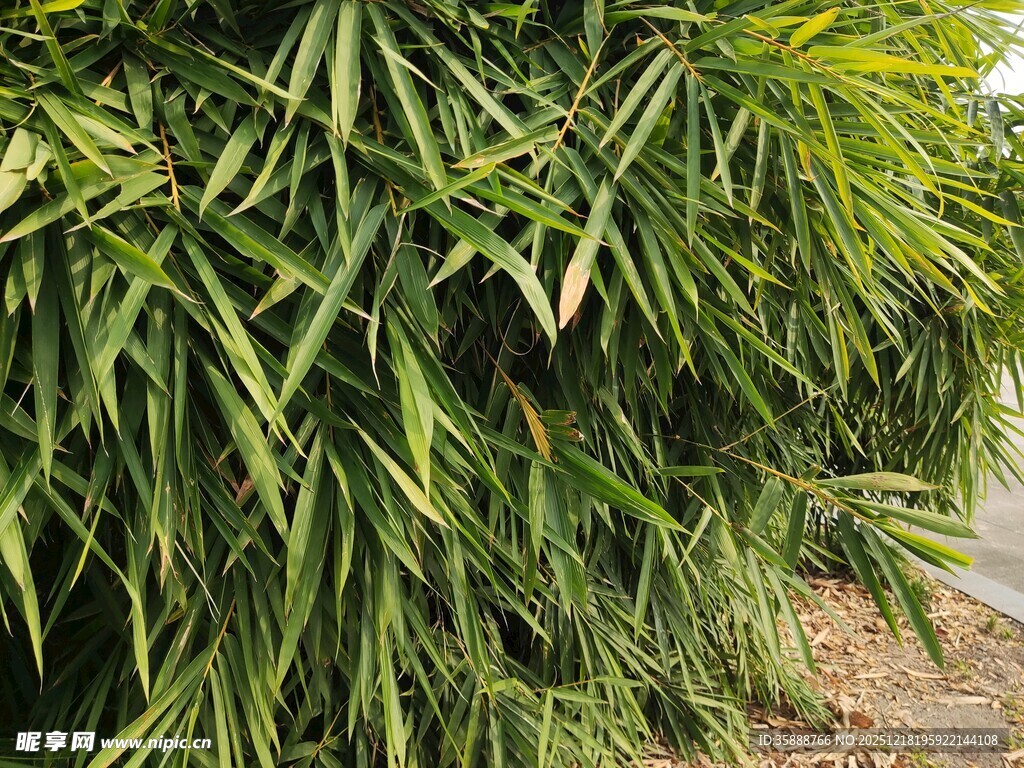 翠绿竹叶生机盎然的景致