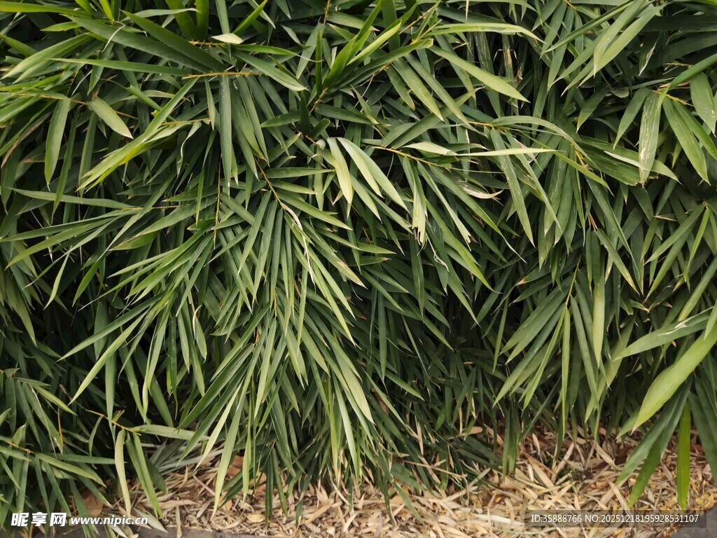 翠绿竹叶尽显自然生机