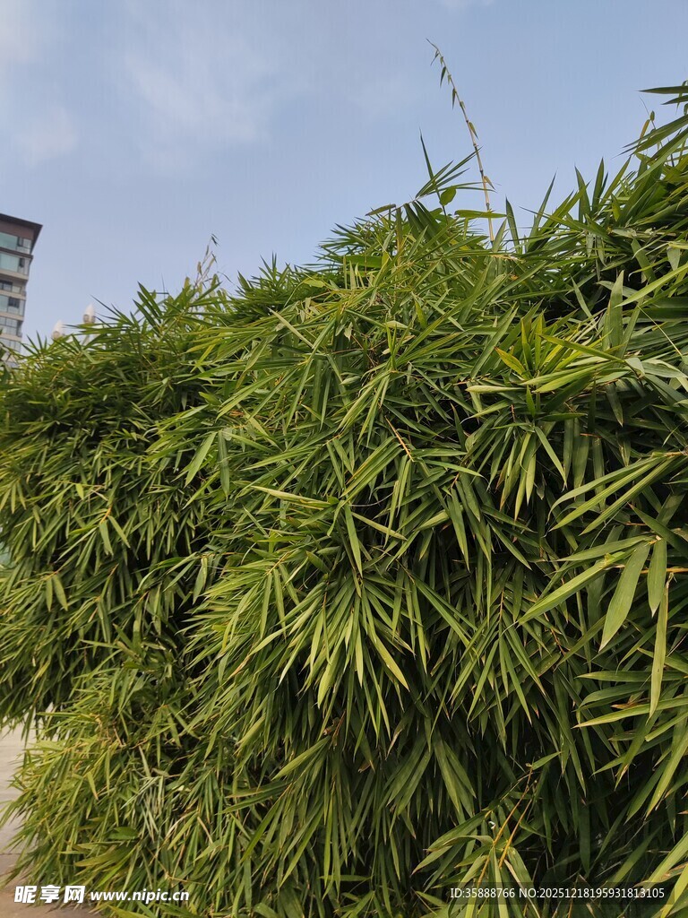 翠绿竹林清新自然景致