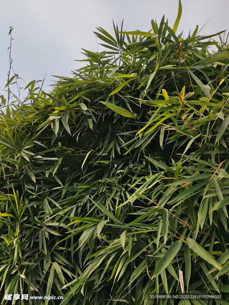 翠绿繁茂的竹叶景观