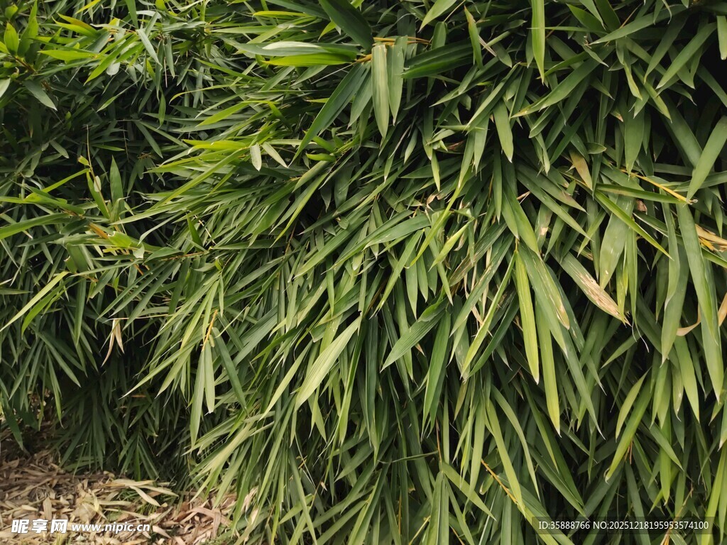 翠绿竹叶植物景观