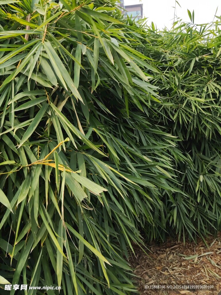 翠绿竹叶植物景观