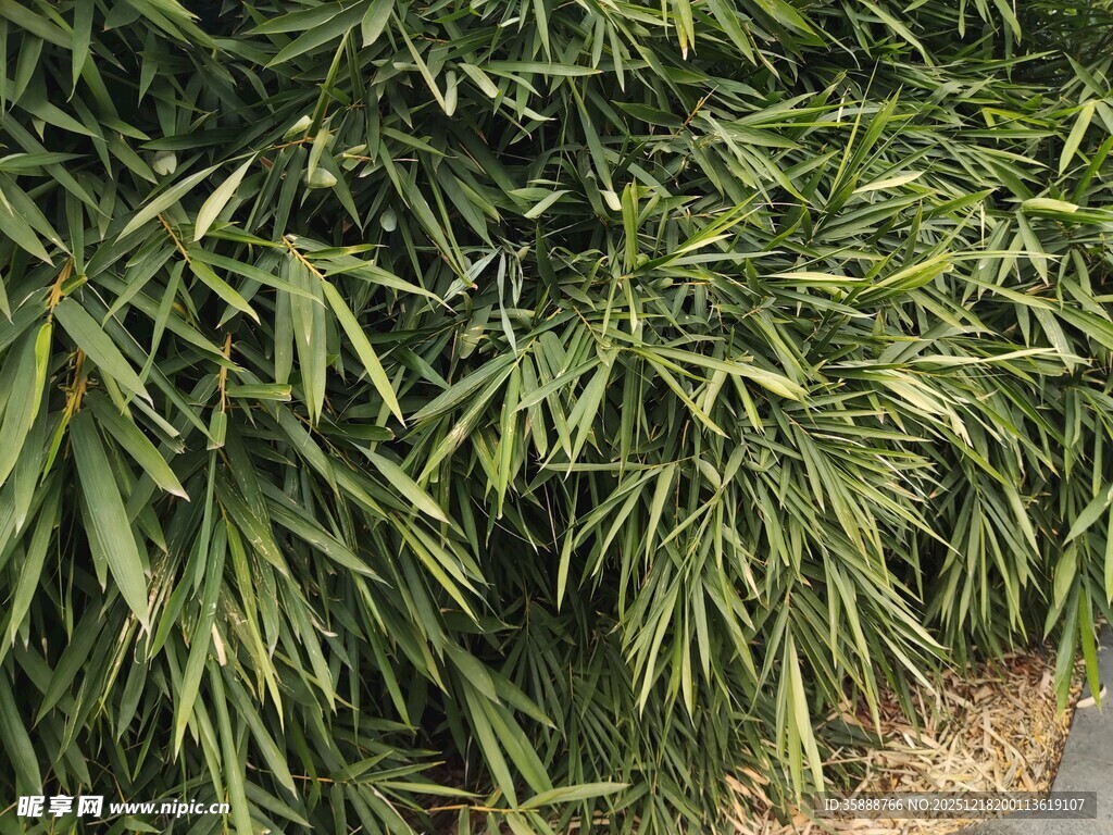 翠绿竹叶尽显自然生机