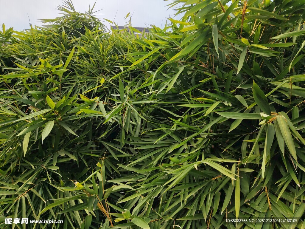 翠绿茂密的竹林景观