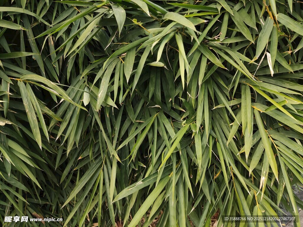 翠绿修长叶片植物特写