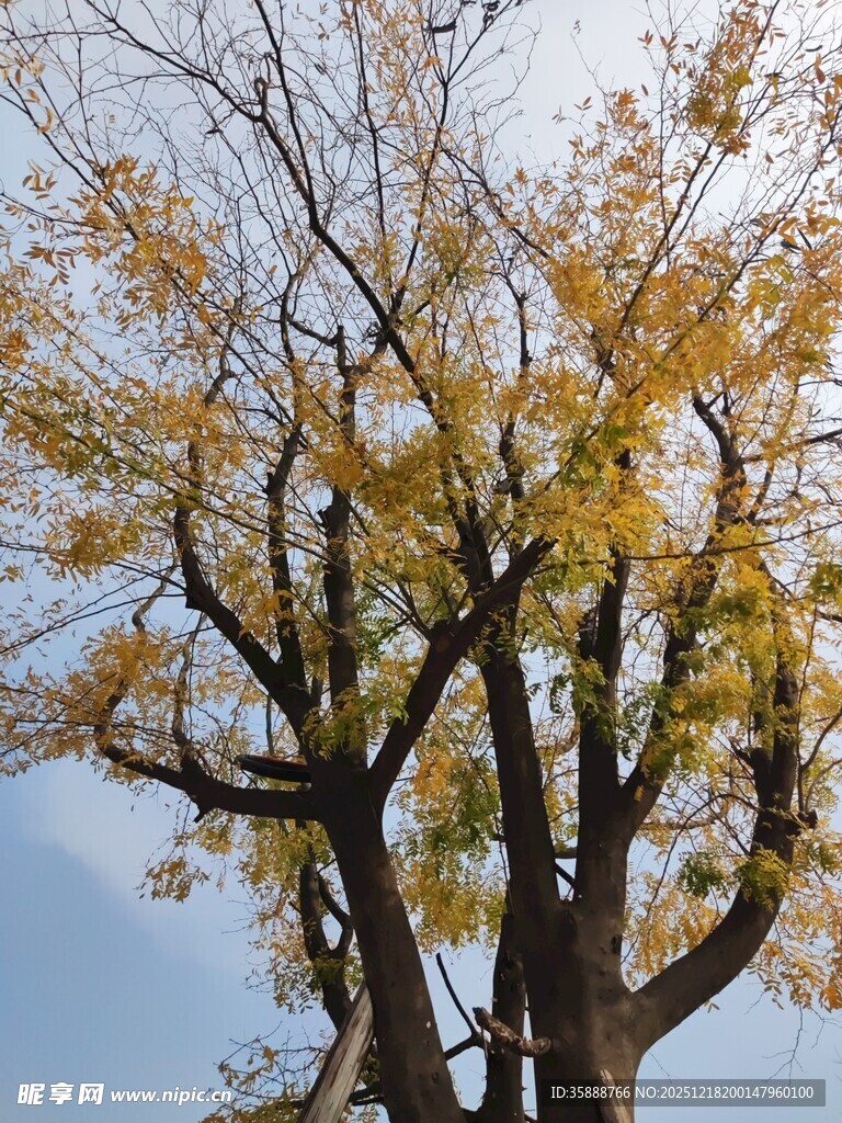 秋日银杏树枝干与黄叶