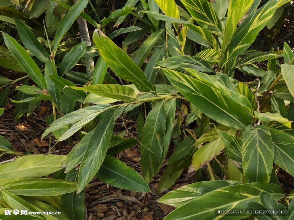 翠绿斑斓的观叶植物