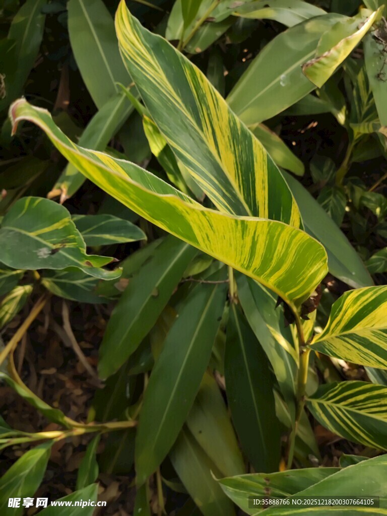 翠绿斑斓的热带观叶植物