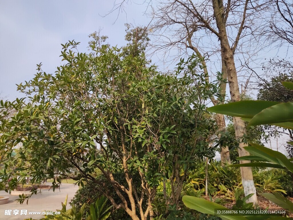 户外繁茂绿植景观