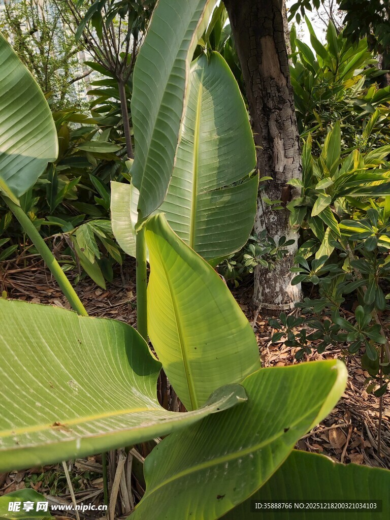 翠绿芭蕉叶特写