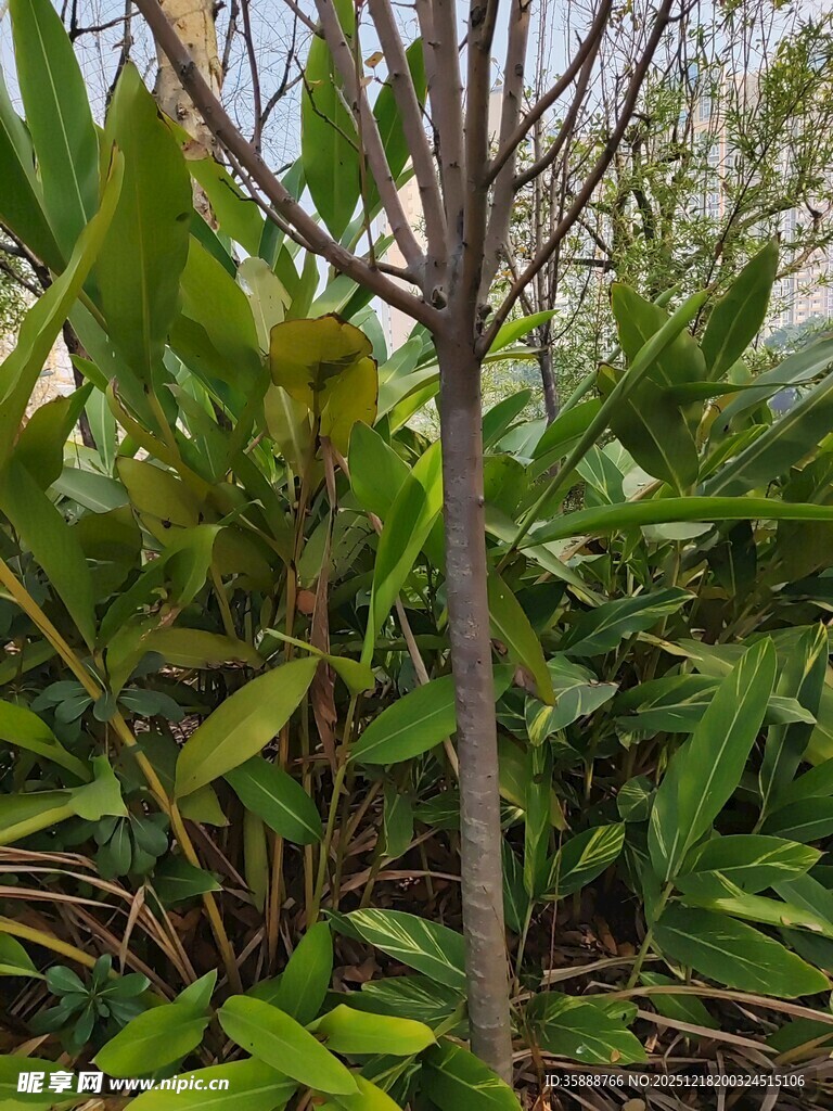 枯树旁的繁茂绿植