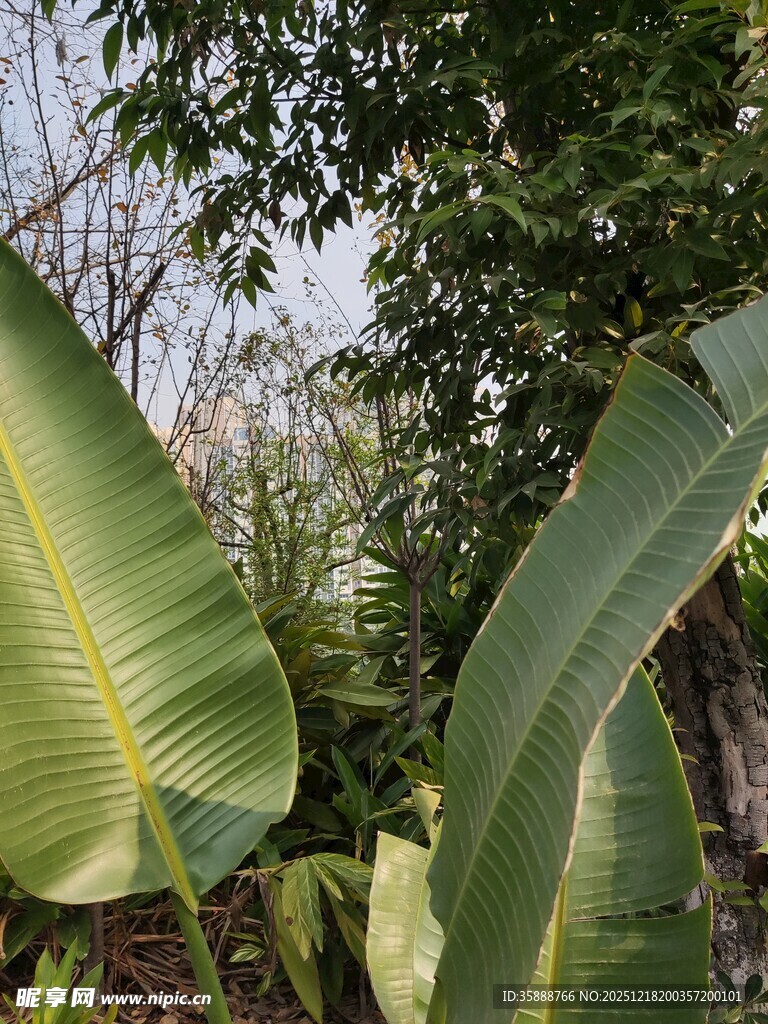 宽大翠绿的热带植物叶片