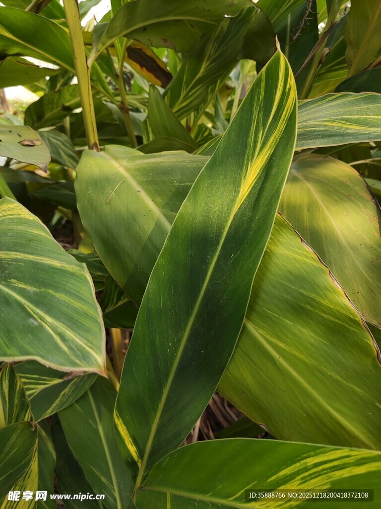 翠绿斑斓的热带植物叶片