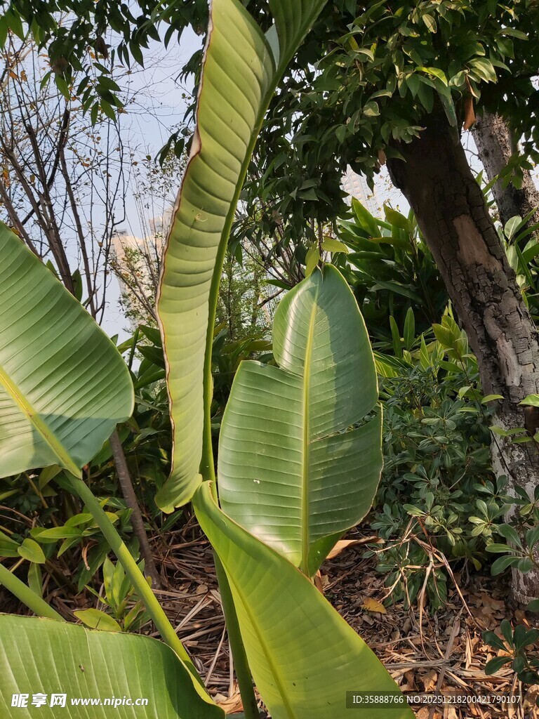 热带植物繁茂的自然景象