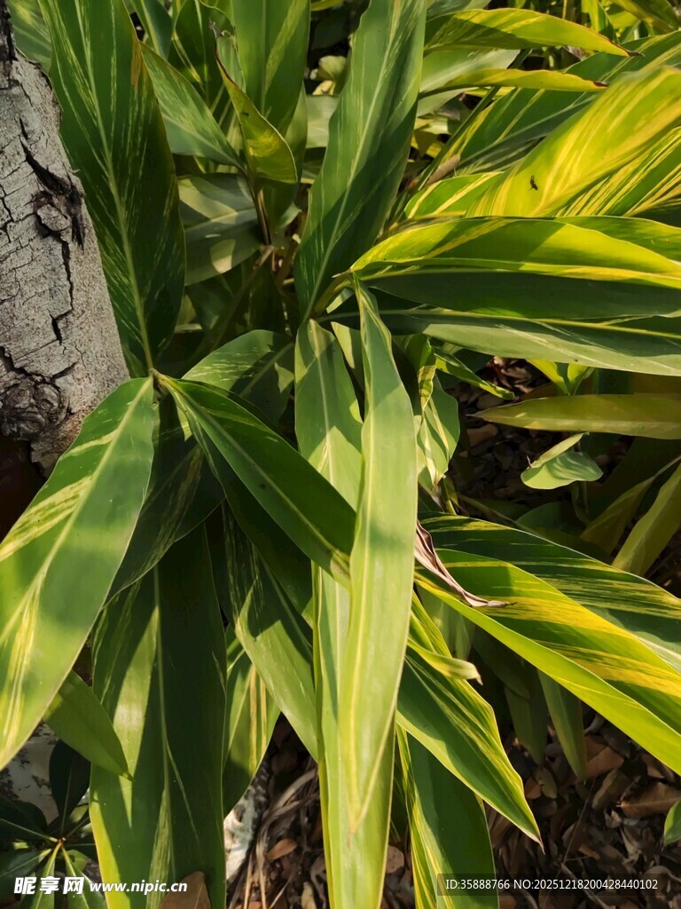 黄绿相间的斑斓植物叶片