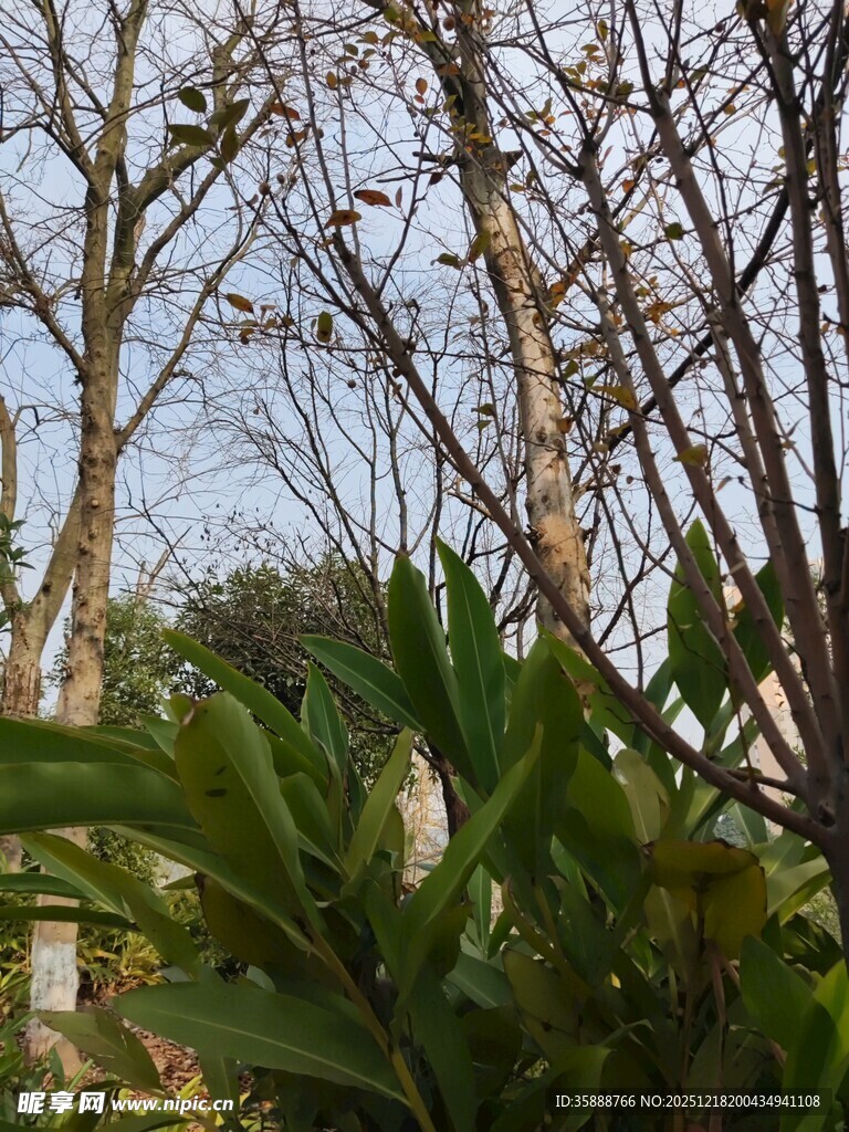 冬日枯树旁的葱郁绿植