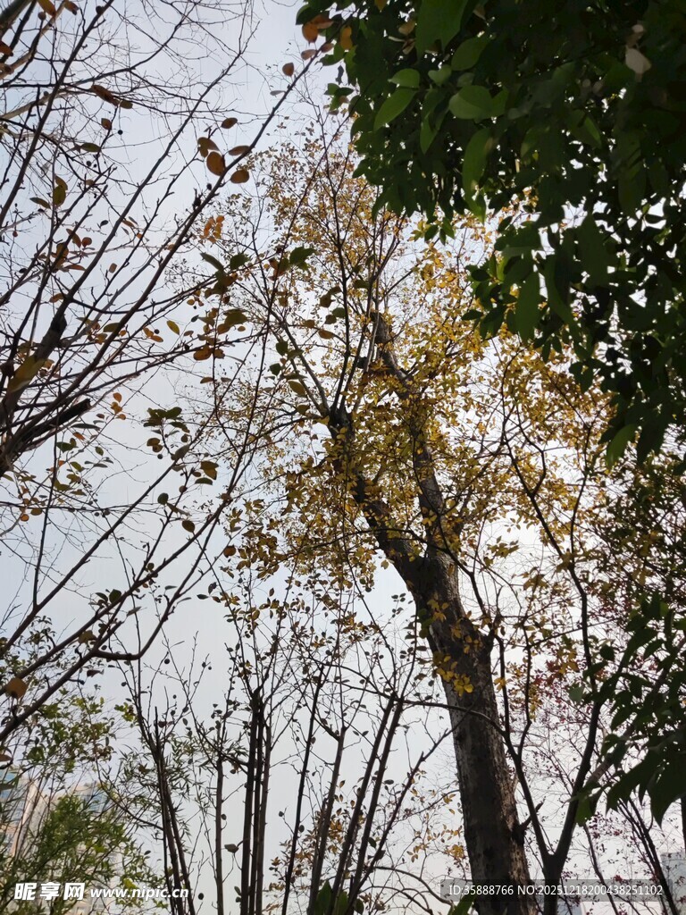 秋日树林黄叶点缀枝头