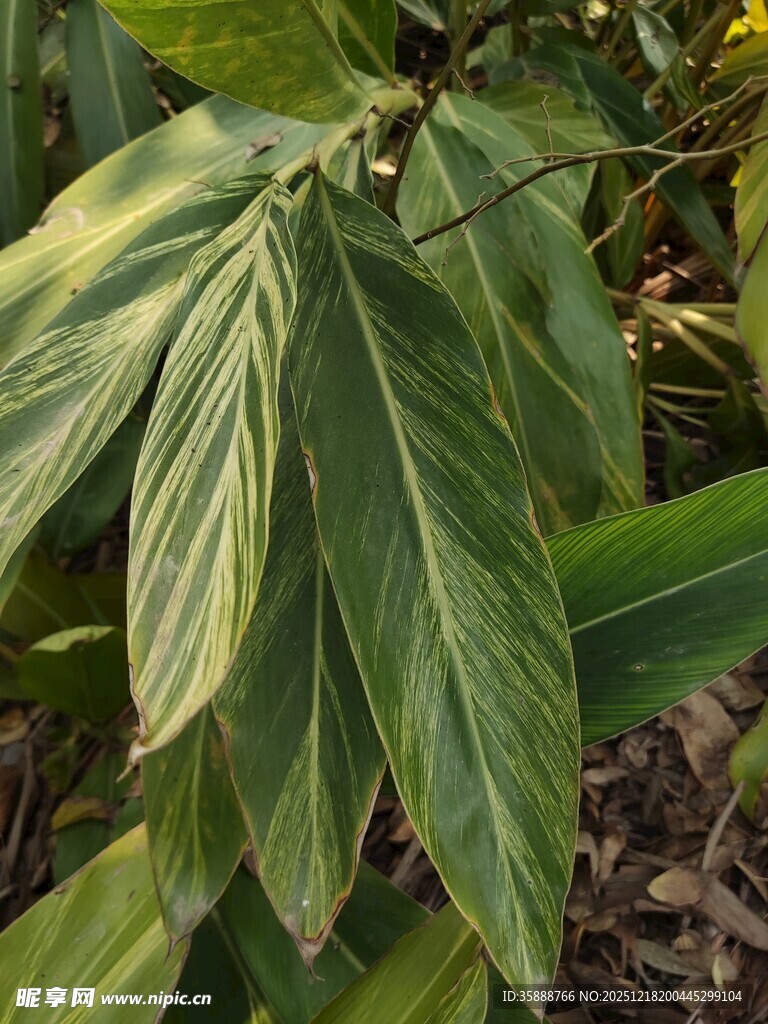 翠绿叶片特写植物景象