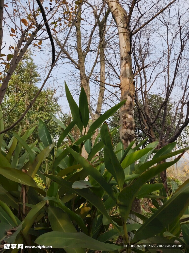 林间绿植与光秃树木景象