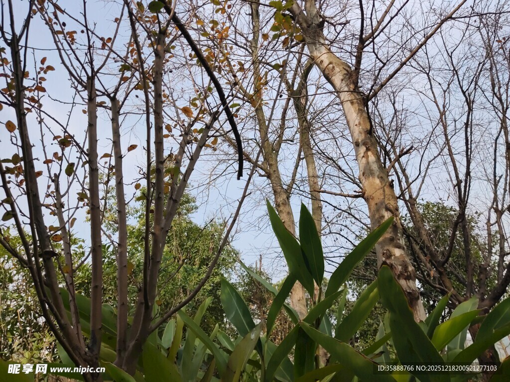 林间树木与繁茂植被景象