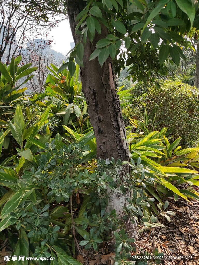 繁茂绿植环绕的树干