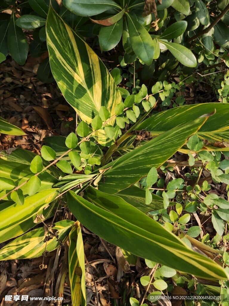 黄绿相间叶片的植物特写