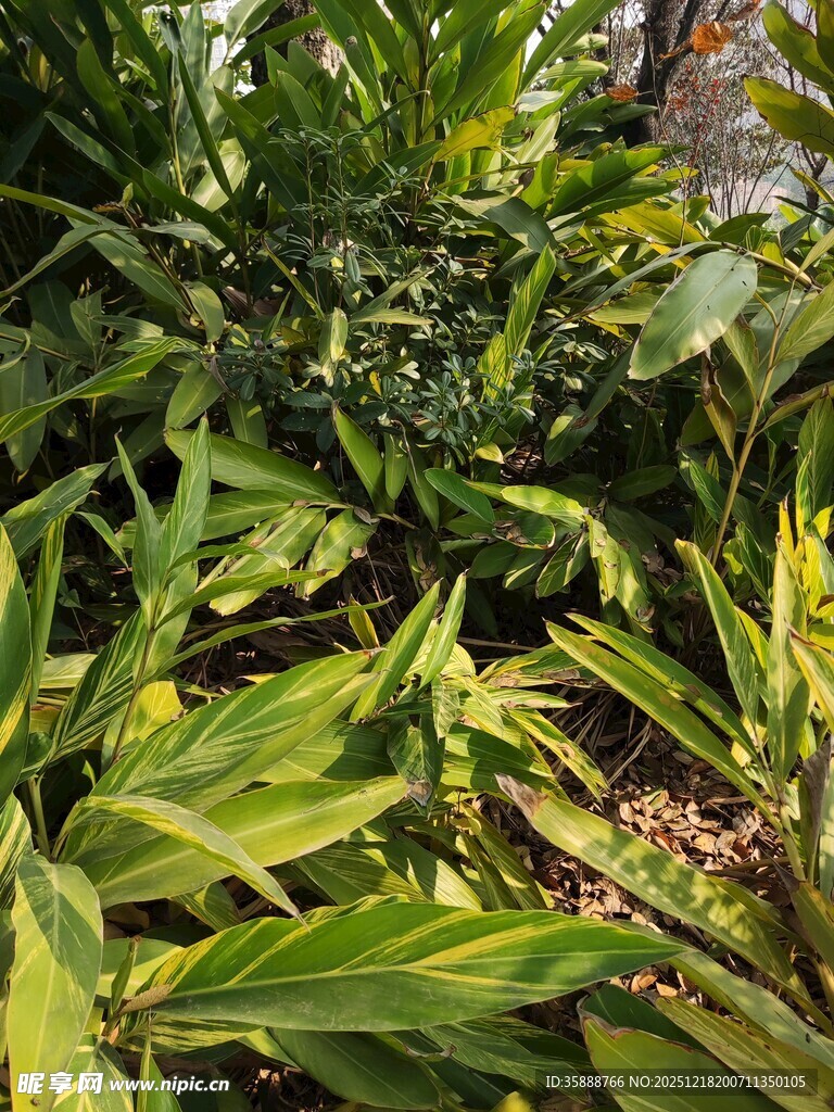 翠绿斑斓的热带观叶植物