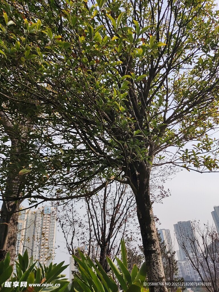 城市中葱郁树木与高楼