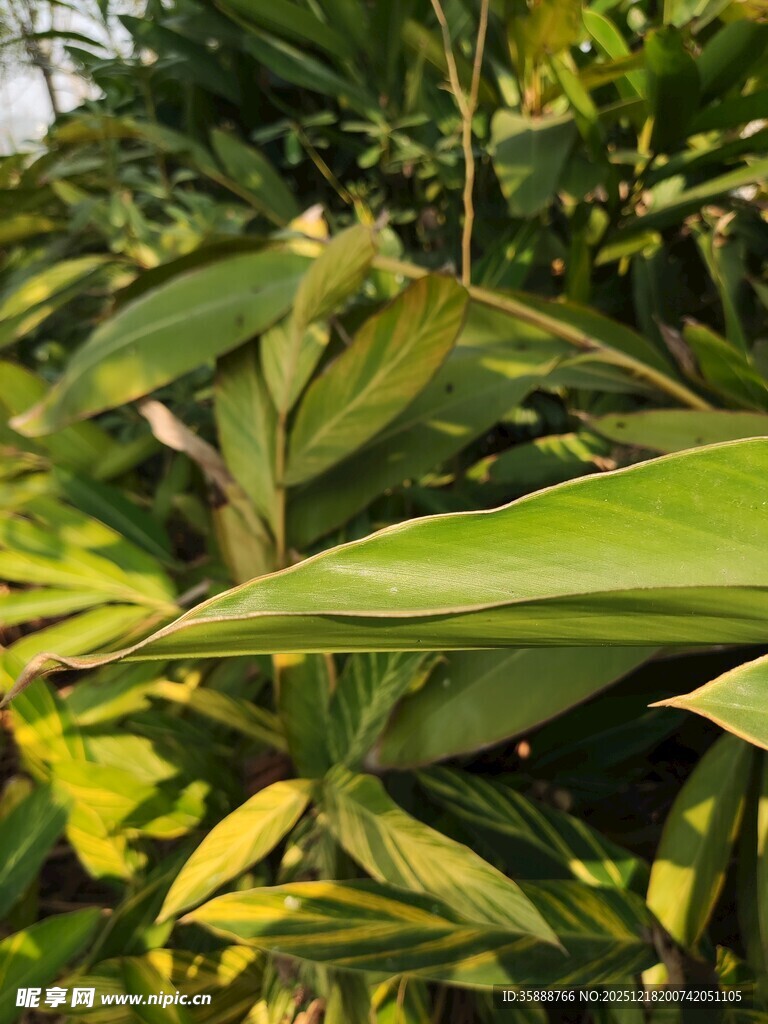 阳光下的翠绿植物叶片