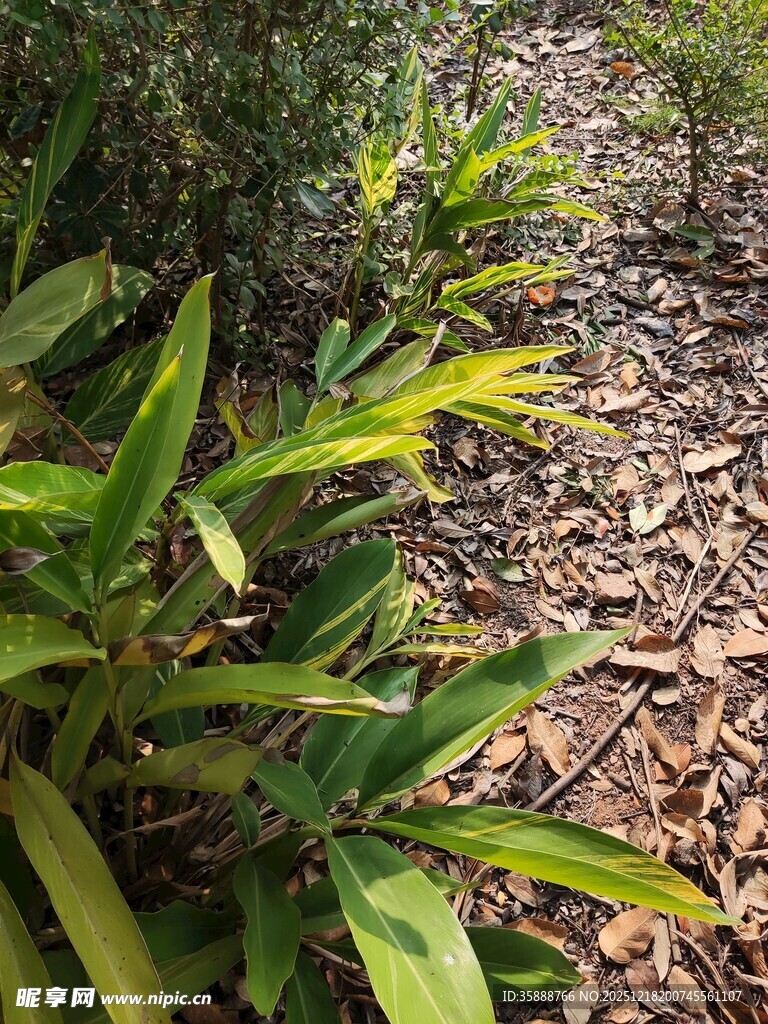 翠绿植物与地面枯叶景象