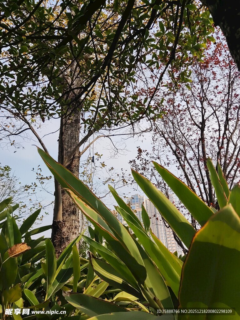 繁茂绿植中的高大树木