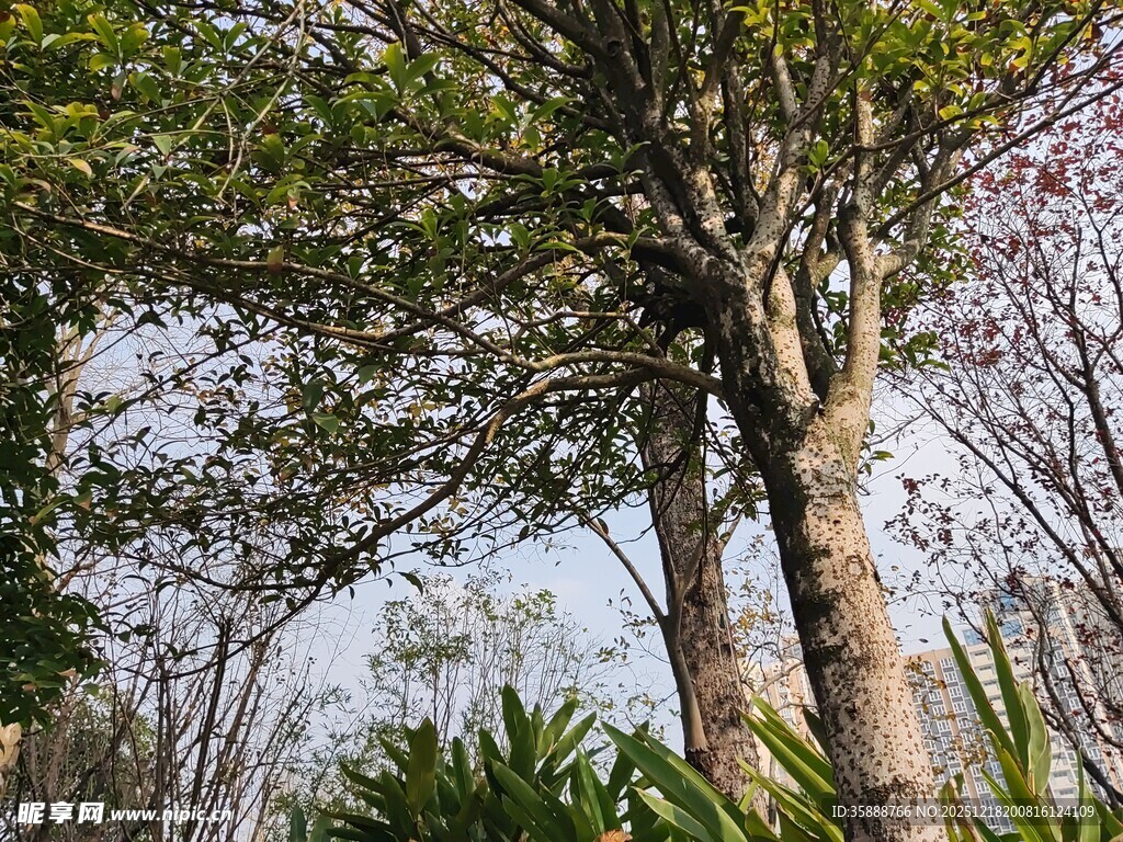 林间树木与绿植景观