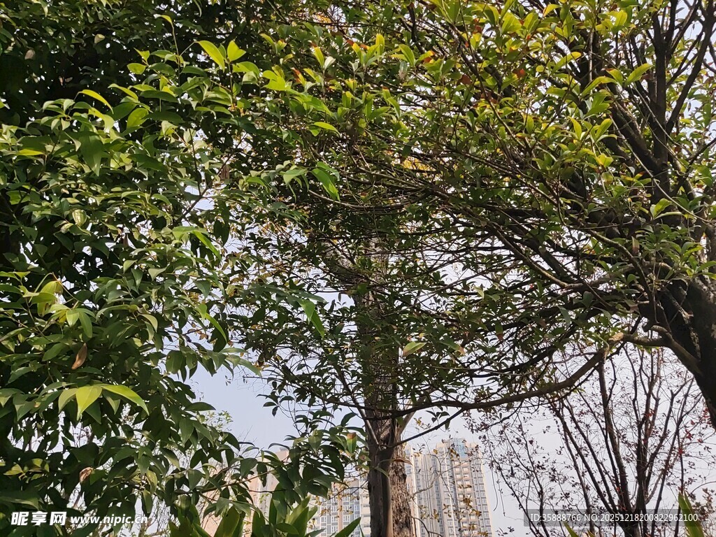 城市中葱郁树木与高楼