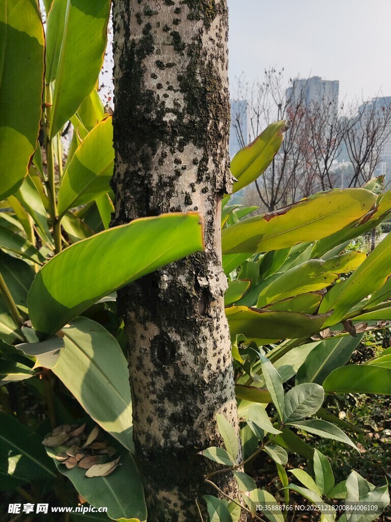 树干旁的翠绿植物