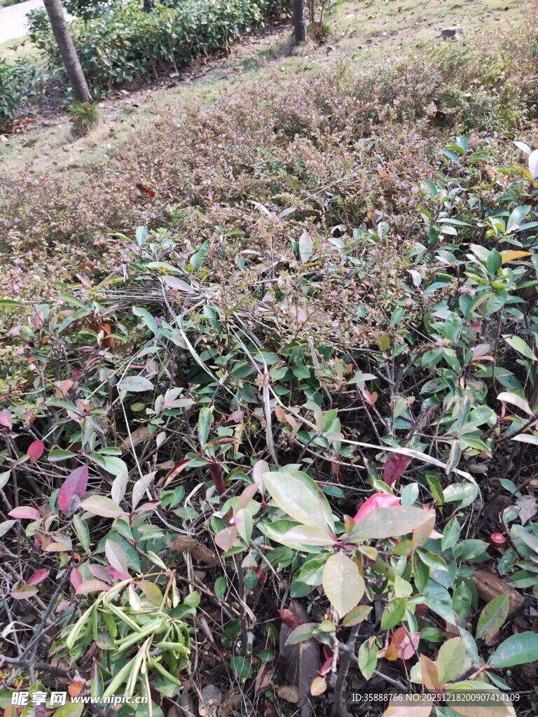 地面多彩植物景观