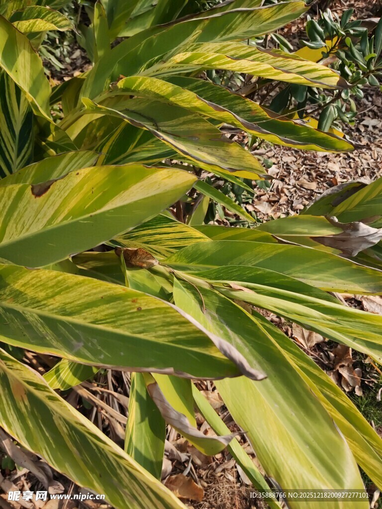 黄绿相间的植物叶片