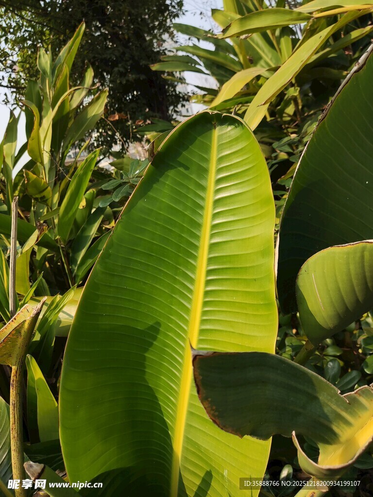 翠绿宽大的热带植物叶片