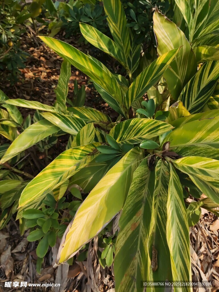 黄绿相间观叶植物