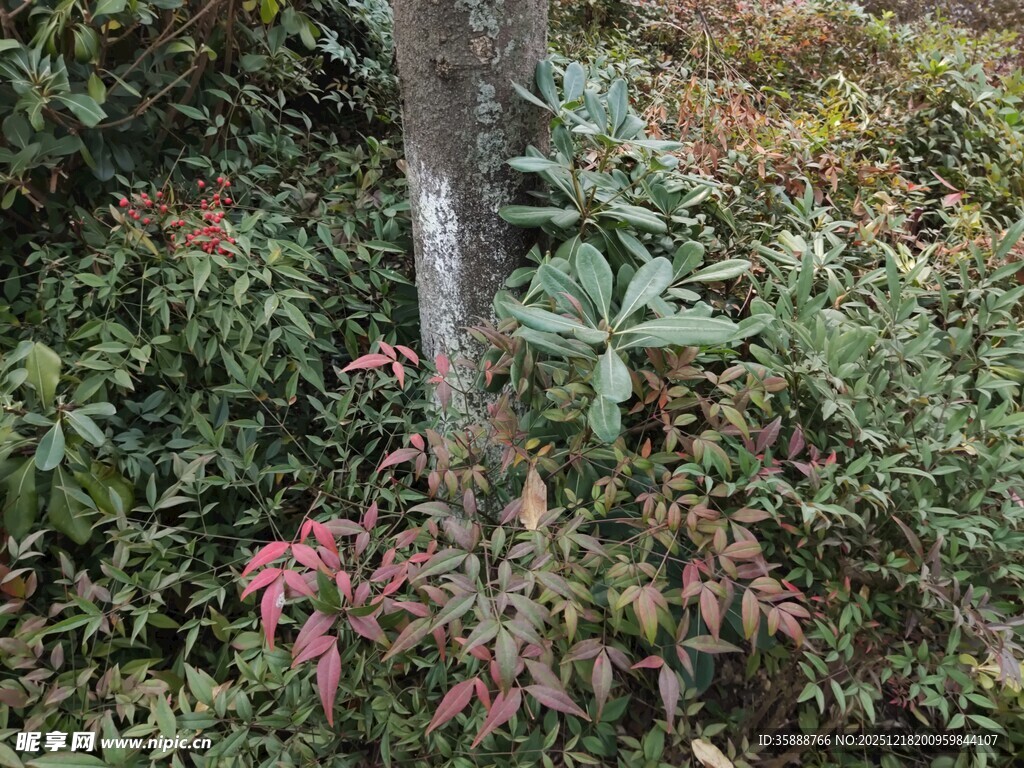 林间多彩植物与树干