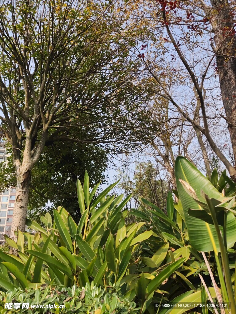 繁茂绿植与树木景观