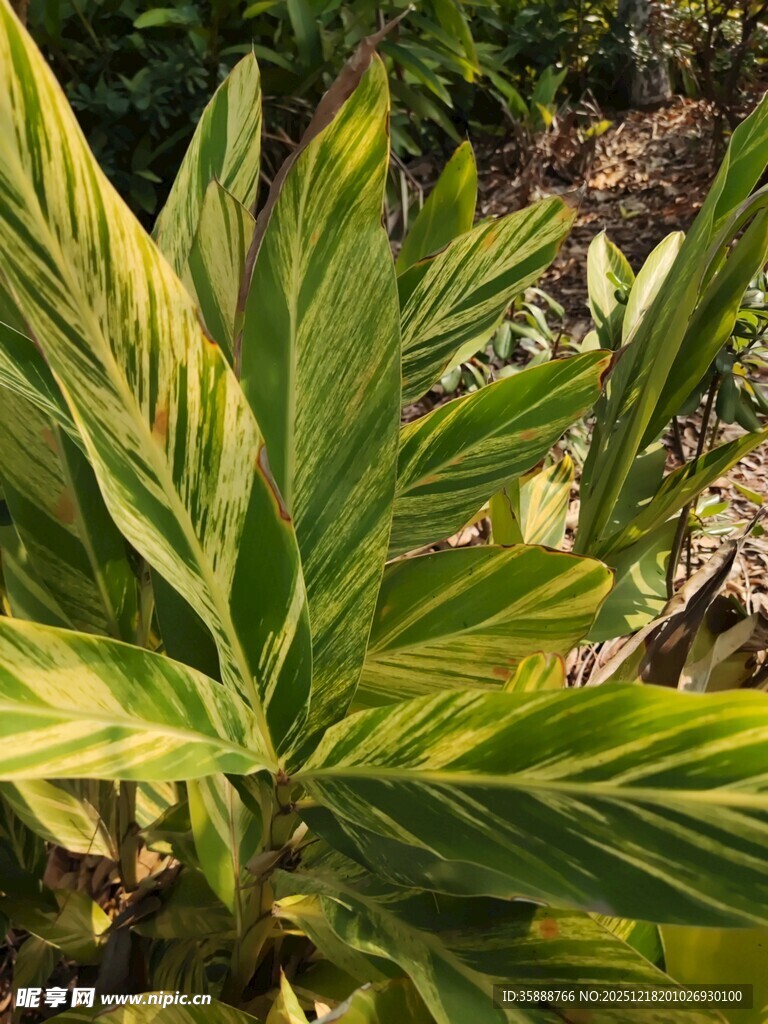 黄绿相间的斑斓叶片植物